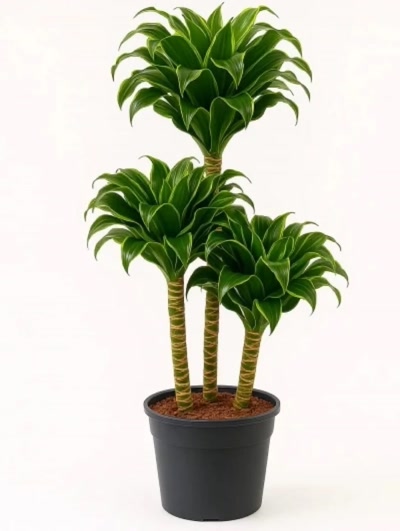 Dracaena Dorado 3 Kök 110cm