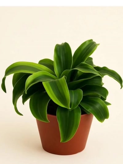 Dracaena Dorado Tek Kök