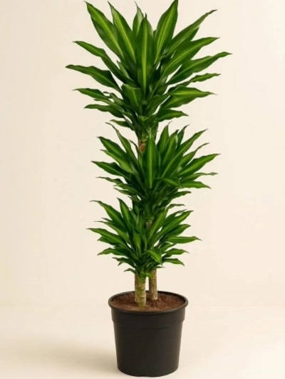 Dracaena Fragrans Cintho Anaç 140cm