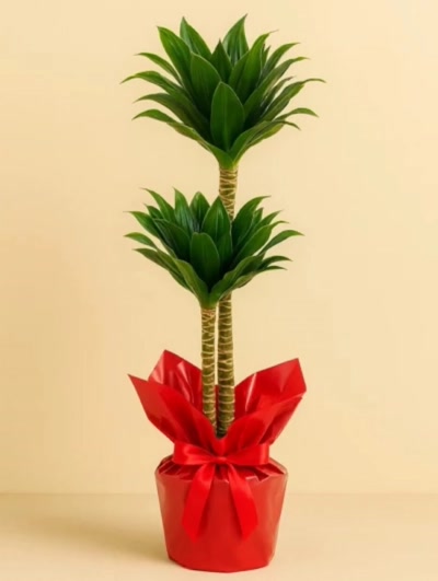 Dracaena Fragrans Compacta 2 Kök 90cm Hediye Paketli