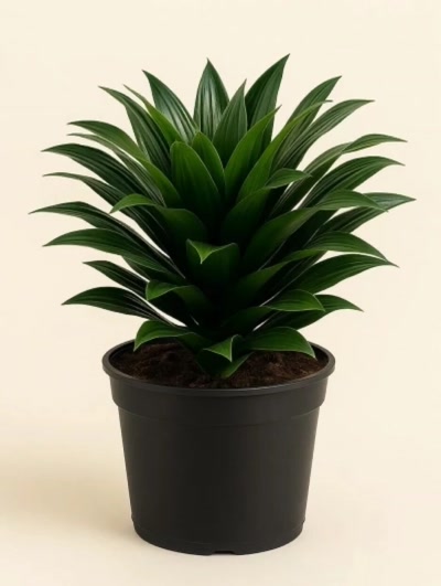 Dracaena Fragrans Compacta Tek Gövde
