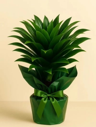 Dracaena Fragrans Compacta Tek Gövde Hediye Paketli