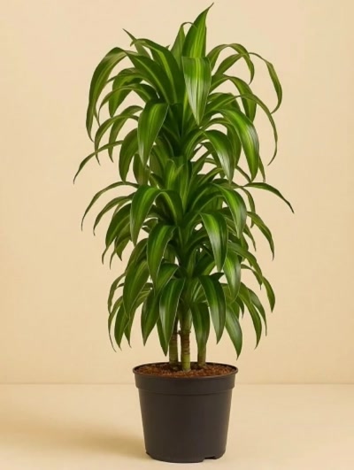 Dracaena Fragrans Hawaiian Sunshine Anaç 140cm