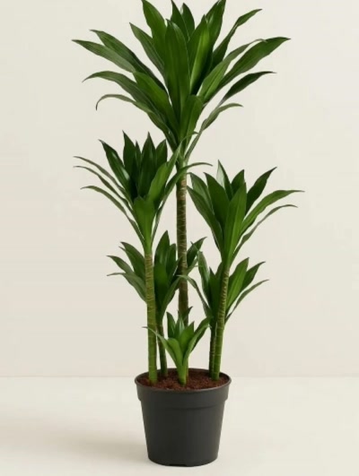 Dracaena Fragrans Janet 6 Kök 200cm