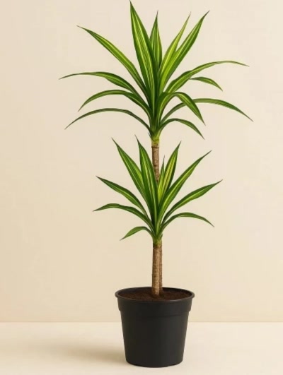 Dracaena Fragrans Riki 2 Kök 80cm