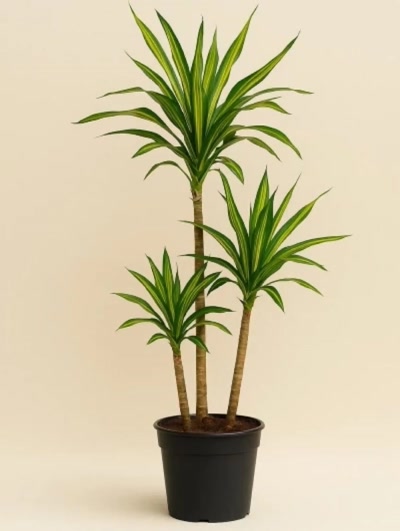 Dracaena Fragrans Riki 3 Kök 110cm