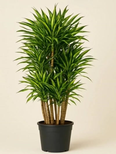 Dracaena Fragrans Riki Anaç 140 cm