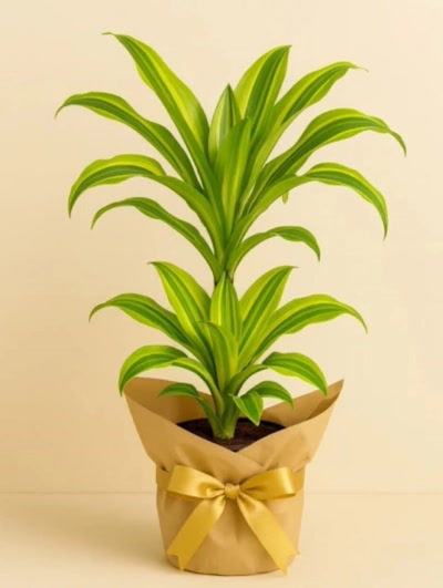 Dracaena Leman Lime 2 Kök 70cm Hediye Paketli