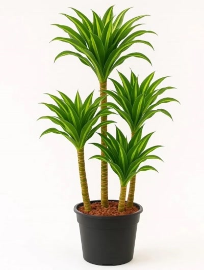 Dracaena Leman Lime 4 Kök 160cm