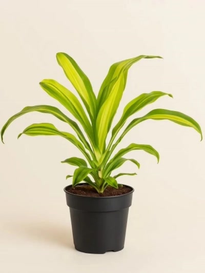 Dracaena Lemon Lime Tek Kök