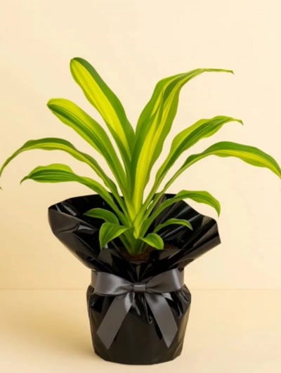 Dracaena Lemon Lime Tek Kök Hediye Paketli