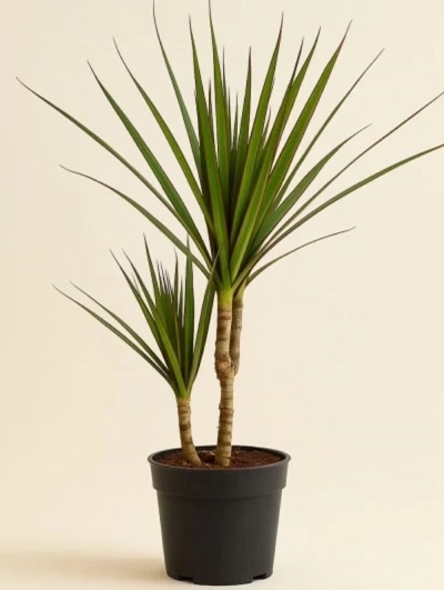 Dracaena Marginata 2 Kök 90cm