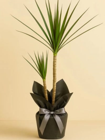 Dracaena Marginata 2 Kök 90cm Hediye Paketli