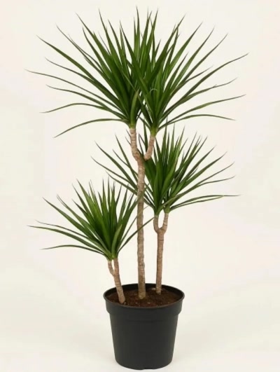 Dracaena Marginata 3 Kök 110cm