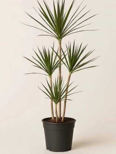 Dracaena Marginata 4 Kök 140cm