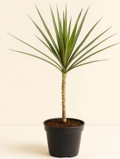 Dracaena Marginata Tek Kök