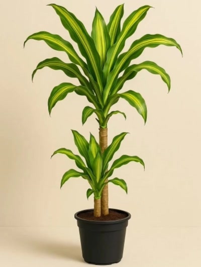 Dracaena Massengena 2 Kök 90cm