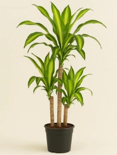 Dracaena Massengena 3 Kök 110cm