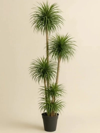 Dracaena Reflexa Anita 150cm