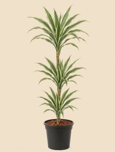 Dracaena Warneckii 3 Kök 110cm