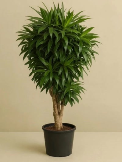 Draceaena Song Of Jamaica Anaç 160cm