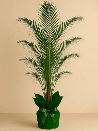 Dypsis Lutescens Areka Palmiyesi 220 cm Hediye Paketli