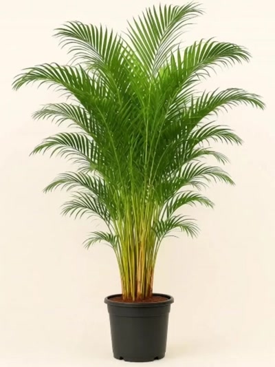 Dypsis Lutescens Areka Palmiyesi 220cm