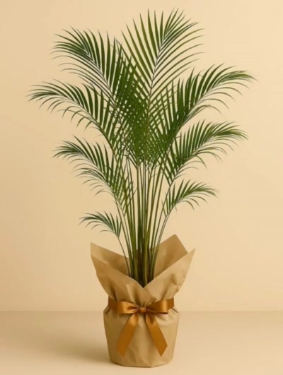 Dypsis Lutescens Areka Palmiyesi 90cm Hediye Paketli