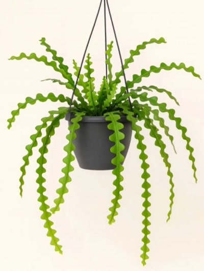 Epiphyllum Anguliger