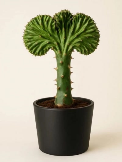 Euphorbia Cristata 2