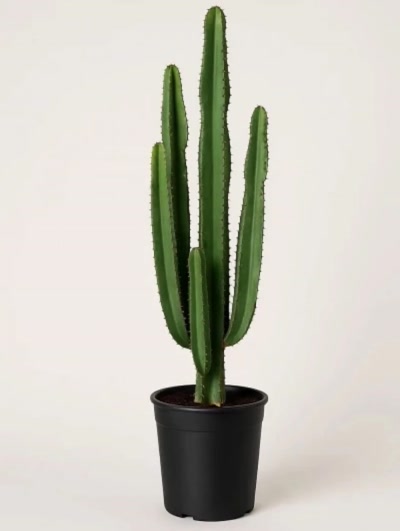 Euphorbia Ingens 100cm