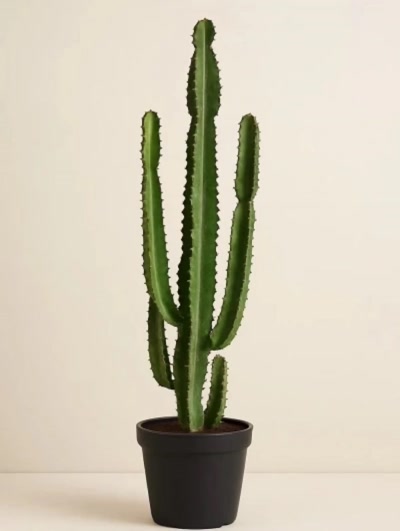 Euphorbia Ingens 120cm