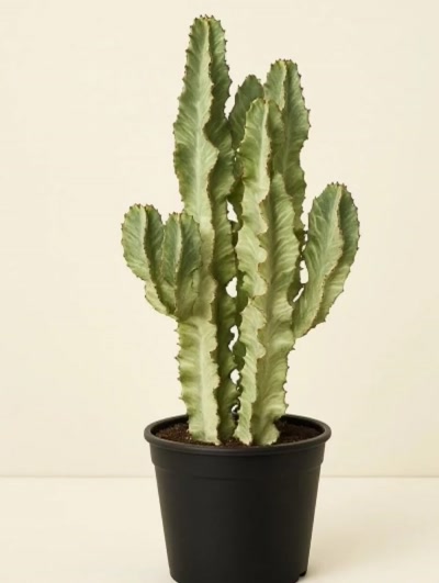 Euphorbia Ingens Variegata 160cm