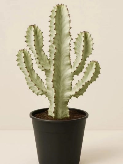 Euphorbia Ingens Variegata 85cm