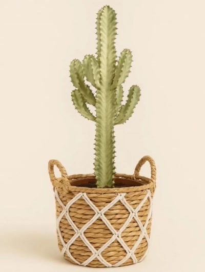 Euphorbia Ingens Variegata 90cm