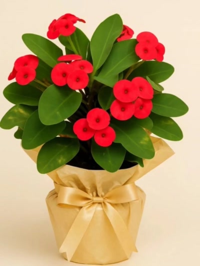 Euphorbia Milli Dikenler Tacı Hediye Paketli