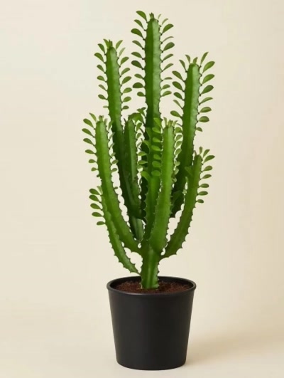 Euphorbia Trigona Afrika Süt Ağacı 100cm