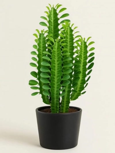 Euphorbia Trigona Afrika Süt Ağacı 40cm