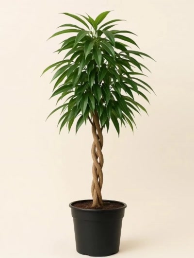 Ficus Alii Tijli 210cm