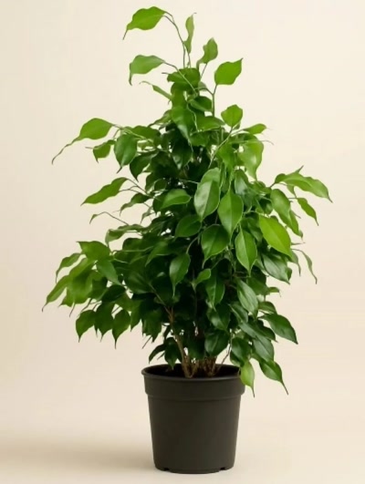 Ficus Benjamin 100cm