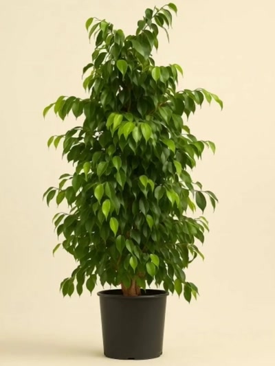 Ficus Benjamin 150cm