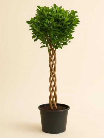 Ficus Microcarpa Örgülü 140cm