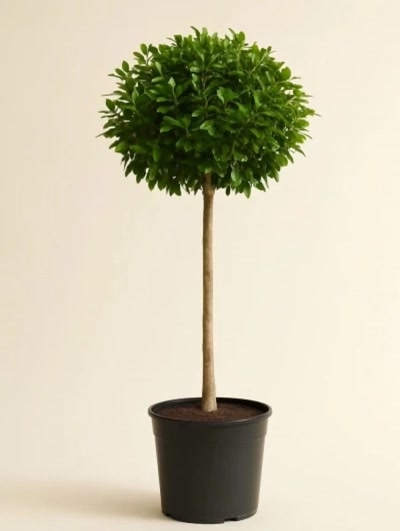 Ficus Microcarpa Tijli 140cm