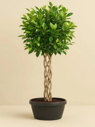 Ficus Nitida Kafes Örgü 130cm