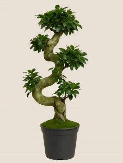 Ficus S Bonsai 100 cm
