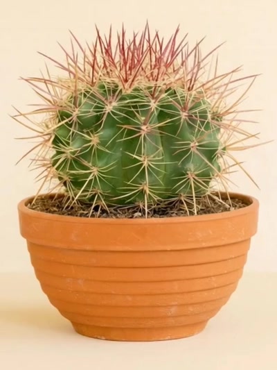 Golden Barrel Cactus