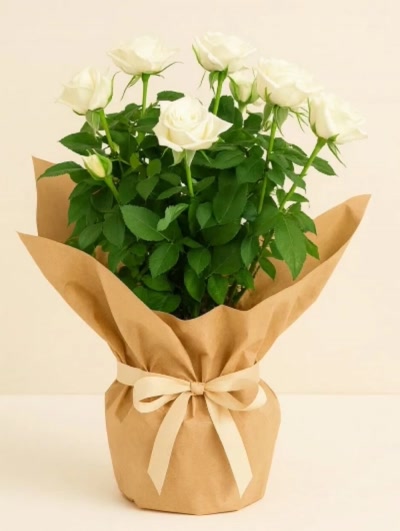 Gül Rosa Beyaz 20-30cm Hediye Paketli