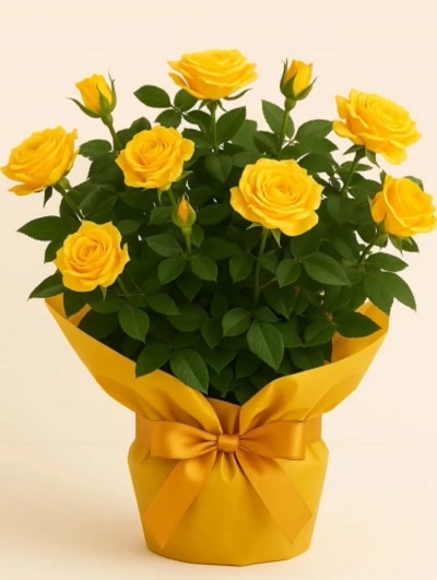 Gül Rosa Sarı 20-30cm Hediye Paketli