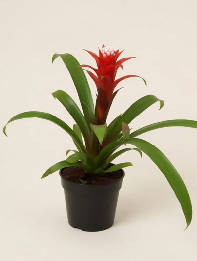 Guzmania Hope