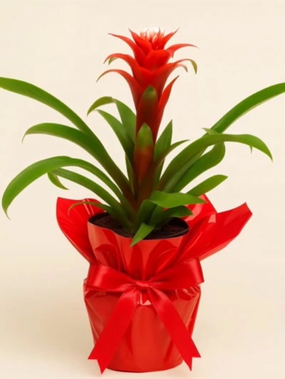 Guzmania Hope Hediye Paketli